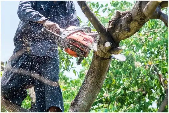 tree services Queen City